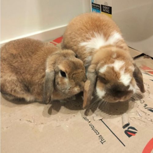 Cinnamon & Speedy - Lop Eared Rabbit