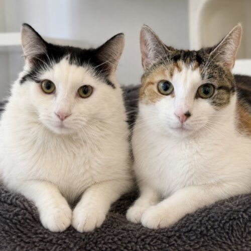 Dim Sim & Milkyway - Domestic Short Hair (DSH) Cat