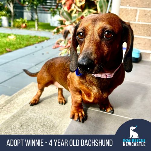 Winnie - 4 Year Old Dachshund - Dachshund Dog