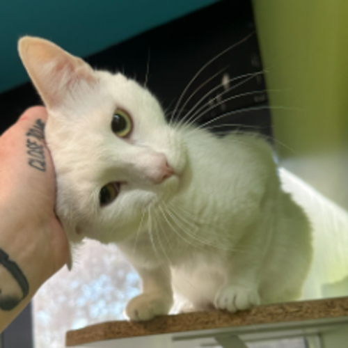 Liney - Domestic Short Hair Cat