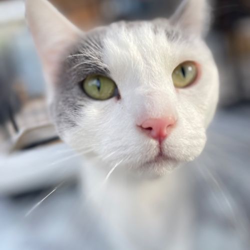 Barney Jr - Domestic Short Hair Cat
