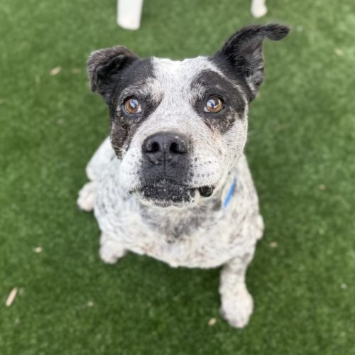 E.T imp 1685 - Australian Cattle Dog
