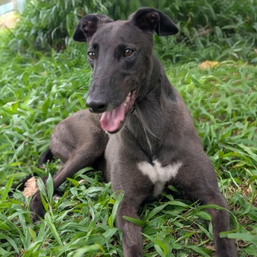 Gus - Greyhound Dog