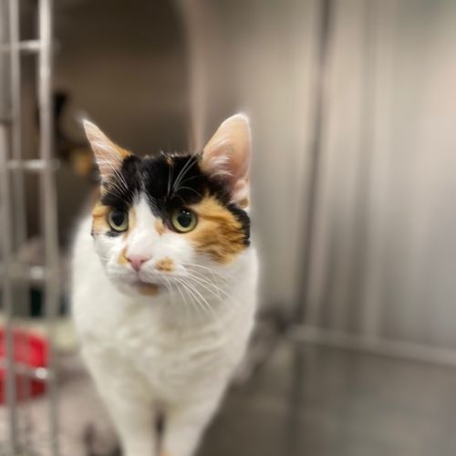 Lillypilly - Domestic Short Hair (DSH) Cat