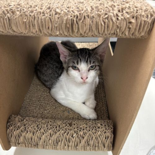 Violet  - Domestic Short Hair (DSH) Cat