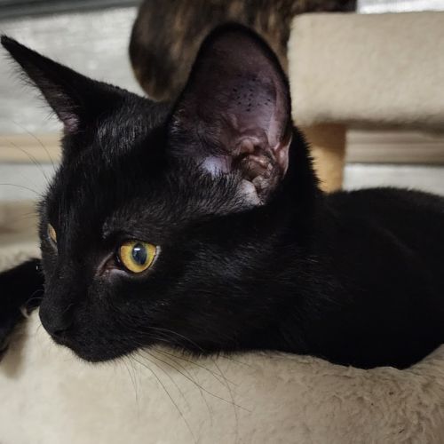 Nova - Manx Cat