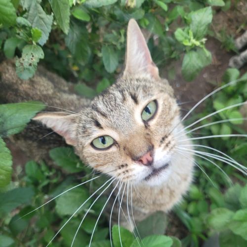 Akari  - Domestic Short Hair (DSH) Cat