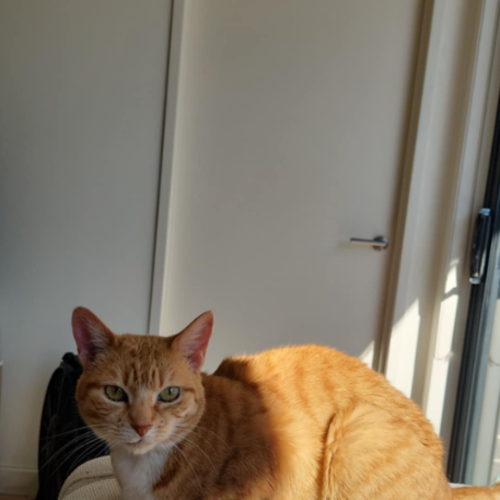 Goldie - Domestic Short Hair (DSH) Cat