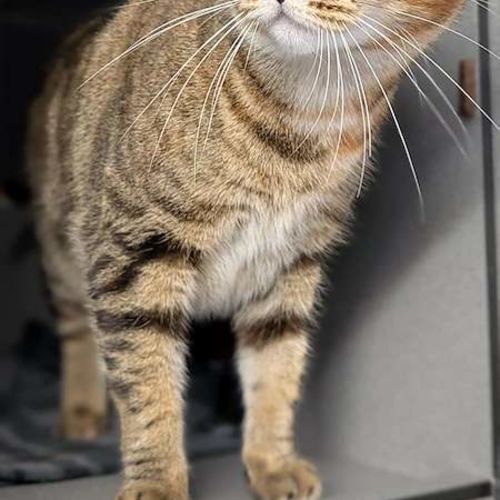 Sophie - Domestic Short Hair (DSH) Cat