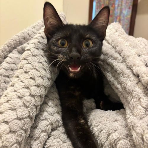 Mystic - Domestic Short Hair (DSH) Cat
