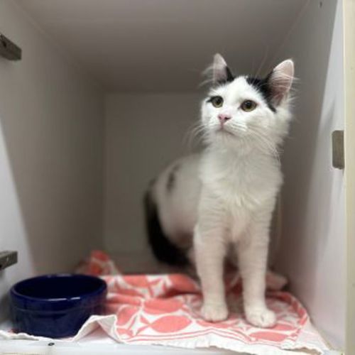 Willow - Domestic Medium Hair Cat