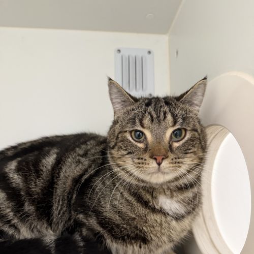 Chowder - Domestic Short Hair Cat