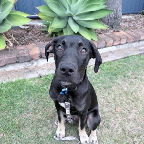 Atlas  - American Staffordshire Terrier Dog