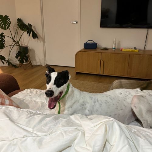 Minnie - Greyhound Dog