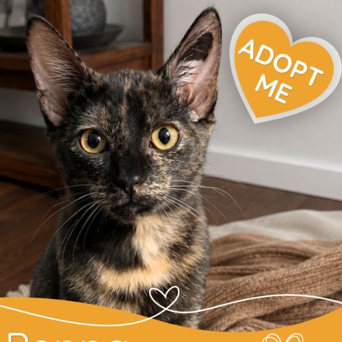 Peppa - Domestic Short Hair (DSH) Cat
