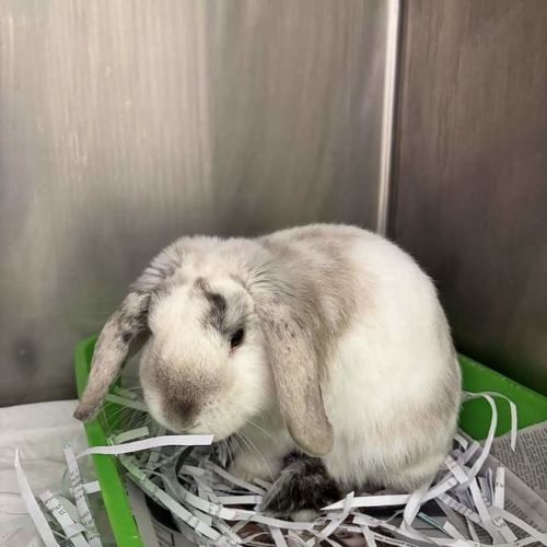 Caramelo -  Rabbit