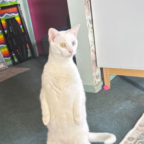Arkana - Domestic Short Hair (DSH) Cat