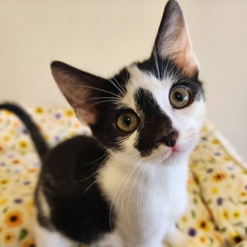 Johnny - Domestic Short Hair (DSH) Cat