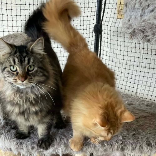 Gingersnaps and Azrael  - Domestic Medium Hair (DMH) Cat