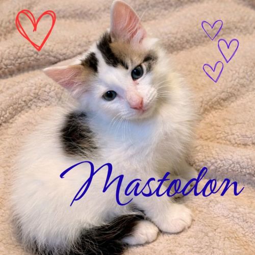 🐘 Mastodon 🐘 - Domestic Short Hair (DSH) Cat