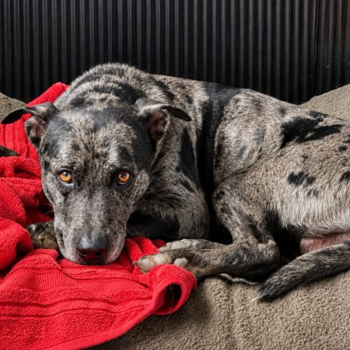 Ming - Catahoula Leopard Dog