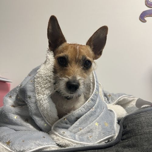 Murphy - Jack Russell Terrier Dog