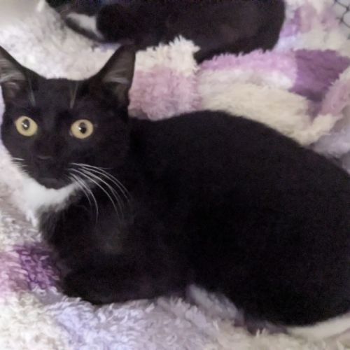Gregory - Domestic Short Hair (DSH) Cat
