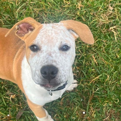 Eddie - Bull Arab Dog