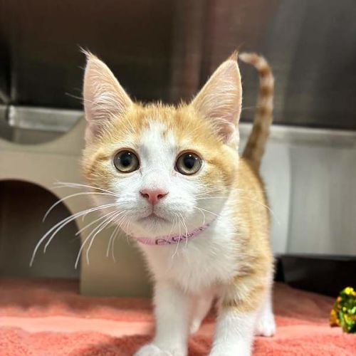 Miss - Domestic Short Hair (DSH) Cat