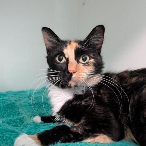 Nina - Domestic Short Hair Cat