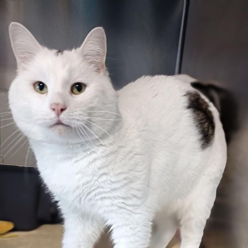 Saxon - Domestic Short Hair Cat