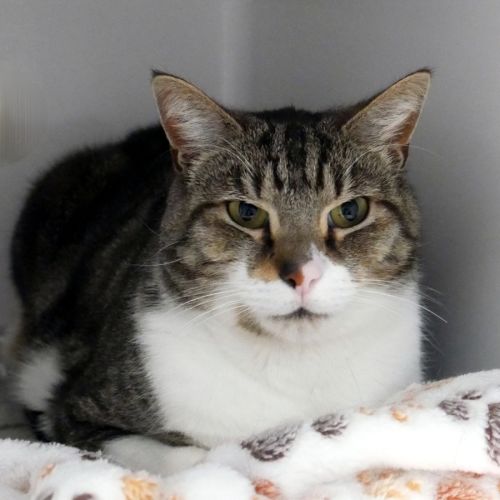 Loki STA014341 - Domestic Short Hair Cat