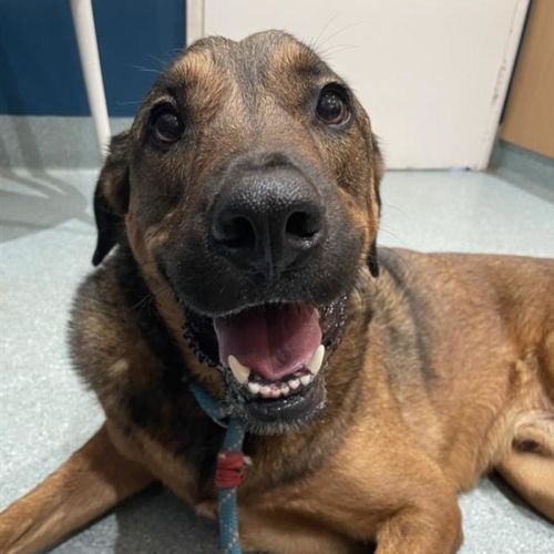 Buddy - German Shepherd Dog