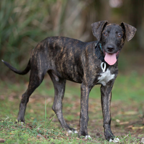 Dean - Bull Arab x Catahoula Dog