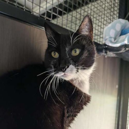 Dynamo - Domestic Short Hair (DSH) Cat