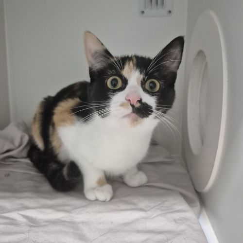 Aloe - Domestic Short Hair Cat