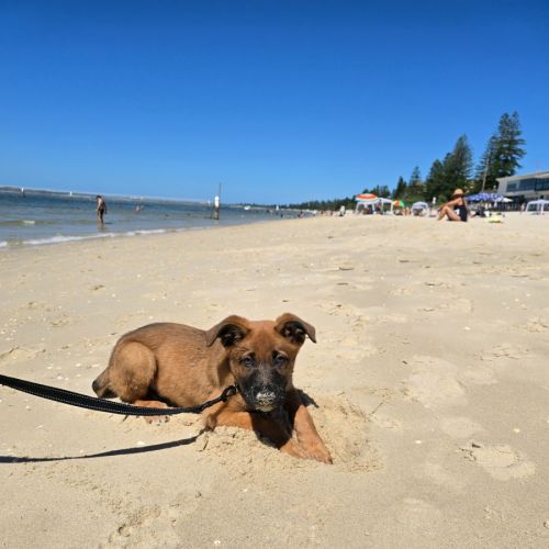 Goose - German Shepherd Dog