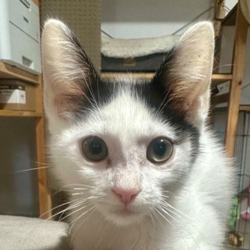 Jimmy - Domestic Short Hair (DSH) Cat