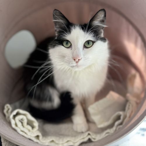 Saskia - Domestic Medium Hair (DMH) Cat