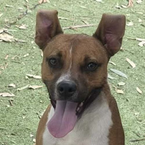 Brownie - Staffordshire Bull Terrier Dog