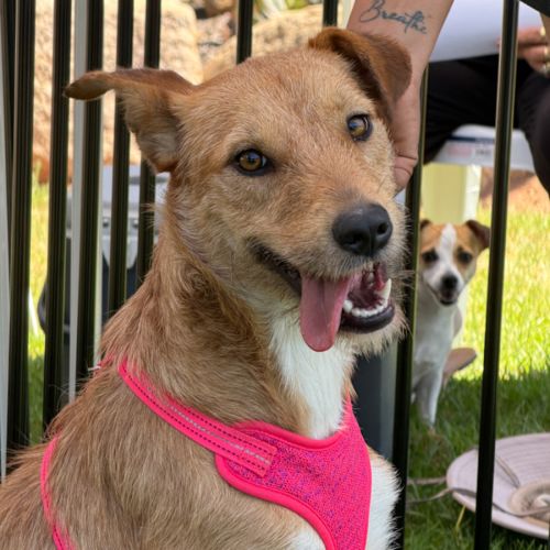 Pixie - Irish Wolfhound Dog