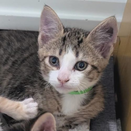 Phillip meet me@Petstock Clyde store  - Domestic Short Hair (DSH) Cat