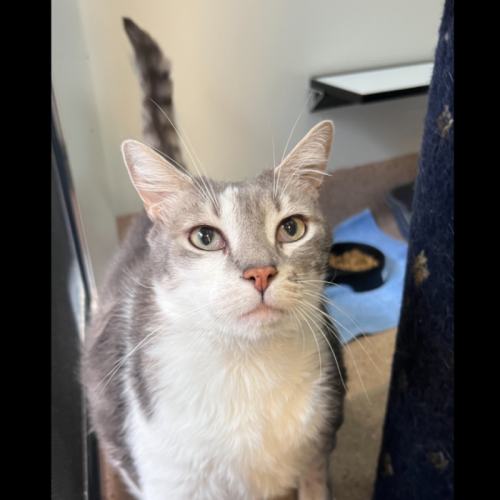 Marlow - Domestic Short Hair (DSH) Cat