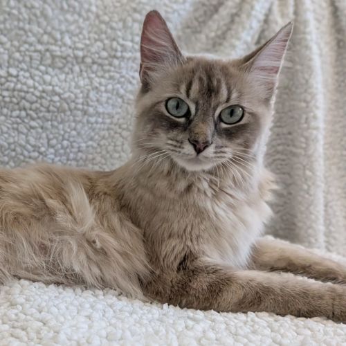 Jelly Cup - Domestic Short Hair (DSH) Cat