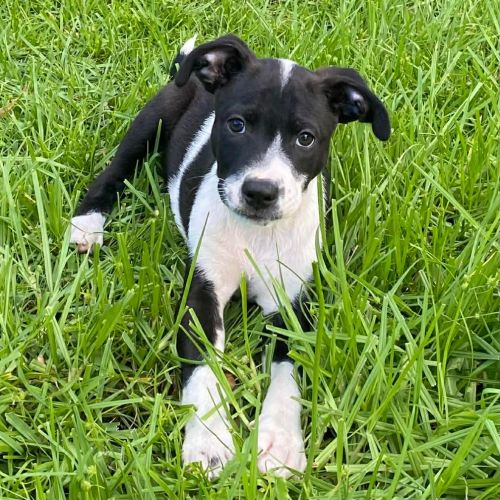 Flynn - Mixed breed Dog