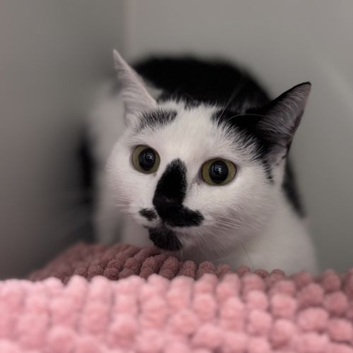 Jersey - Domestic Short Hair Cat