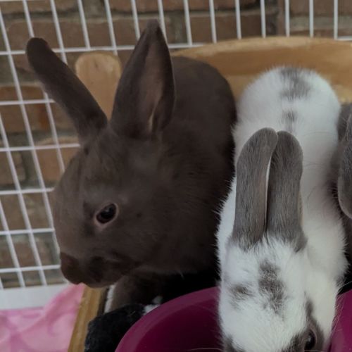 Betty & Bruno - Dwarf Rabbit
