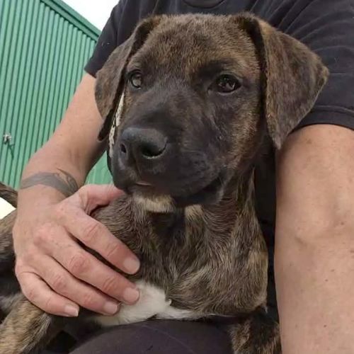 Brandy - Staffordshire Bull Terrier Dog