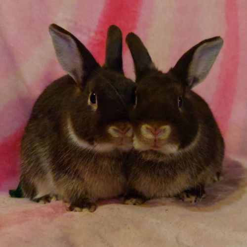 🐰Bean & Peach🐰(Located in Hampton Park)) - Netherland Dwarf Rabbit