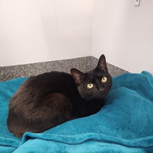 Cinnamon - Domestic Short Hair (DSH) Cat